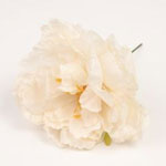 Peony Valencia. Flamenco Flowers. Vanilla. 12cm. 3.265€ #504190135VNLL
